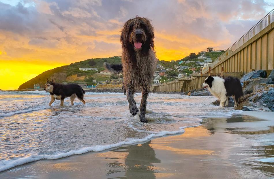 Sika, Moose and Bandit on St Clair Beach at sunset on December 20. PHOTO: AMBER HANNAH