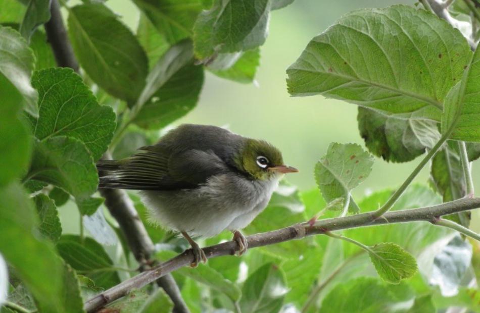 A wax-eye in a Dunedin apple tree on Tuesday, December 28. PHOTO: EMMA LLOYD