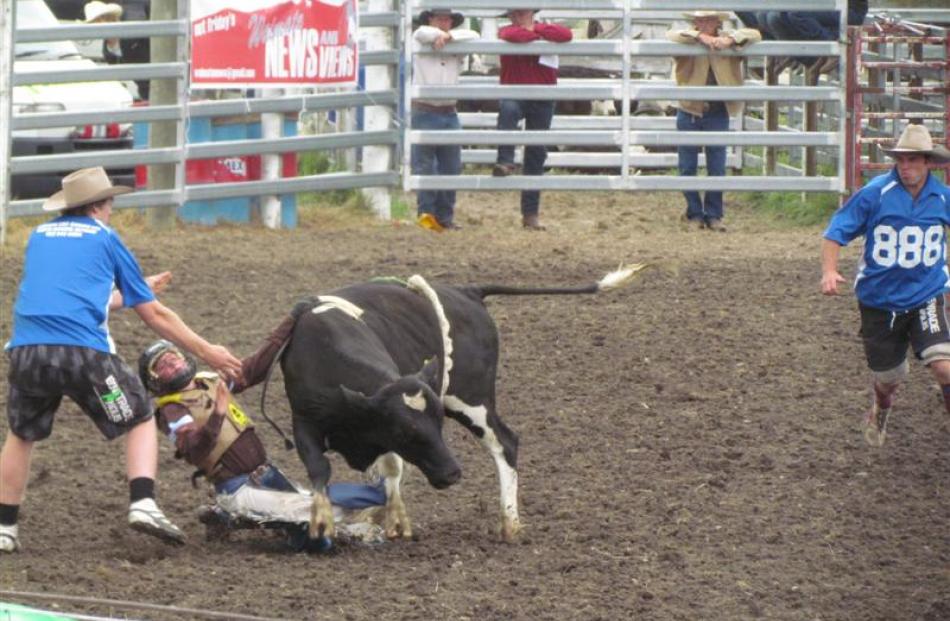 Cody Milton, of Middlemarch, comes down hard after being thrown during  the 57th annual Waimate...