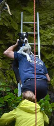 The hero for the day was the fireman when Hero the dog was rescued from a cliff. Photo by Peter...