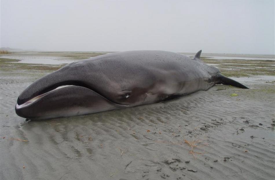 A pygmy right whale stranded at Golden Bay in 2002. Photo by Darryl Wilson.