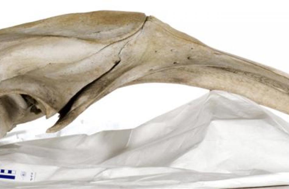 Pygmy right whale skull from Otago Museum.