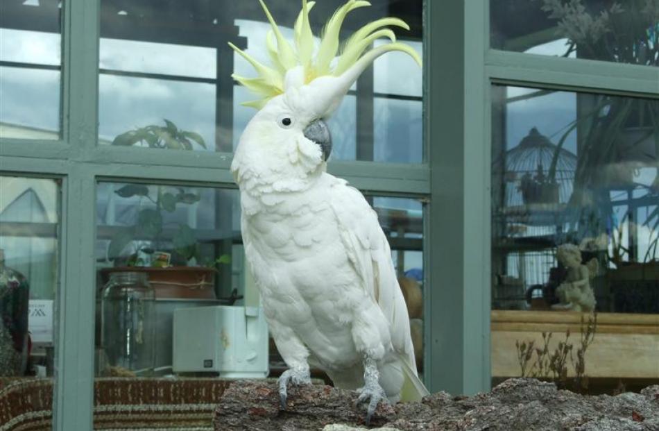 Christine's 12-year-old cockatoo, Billy.