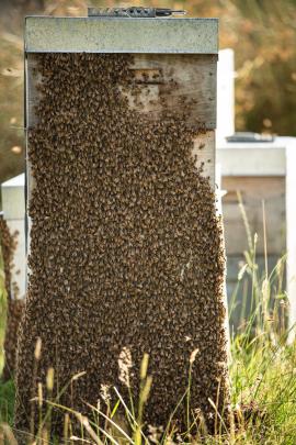 Bees ‘‘bearding’’ in the summer heat near Lawrence on January 10. PHOTO: AIMEE HOMER

