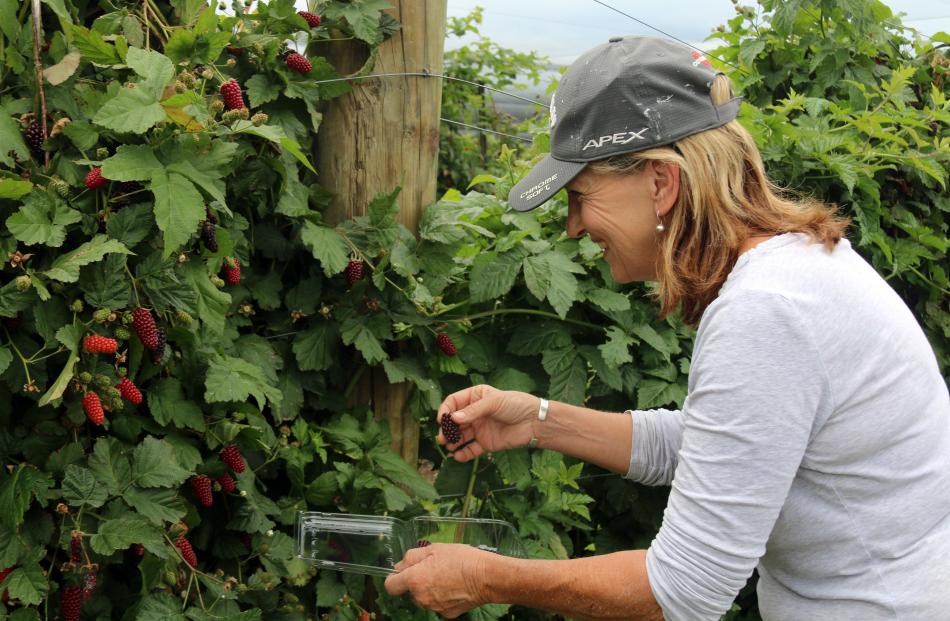 Patsy Deeks picks boysenberries at Makikihi, South Canterbury, on Sunday. PHOTO: LESLEY TENNENT