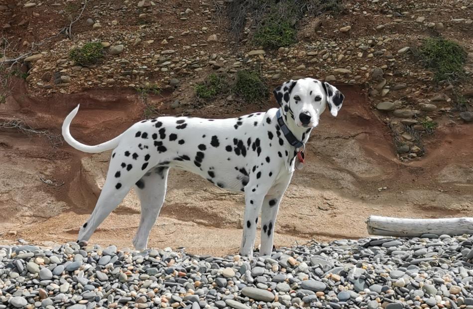 Willow the Dalmatian poses against rock layers at Kakanui on January 6. PHOTO: LOIS MCARTNEY