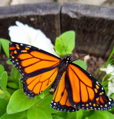 A monarch butterfly hatches in Mosgiel on January 6. PHOTO: DEBBIE REEVE