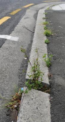 Weeds on Vogel St.