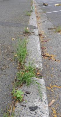 Weeds spotted on York Pl yesterday afternoon. Photos by Craig Baxter.