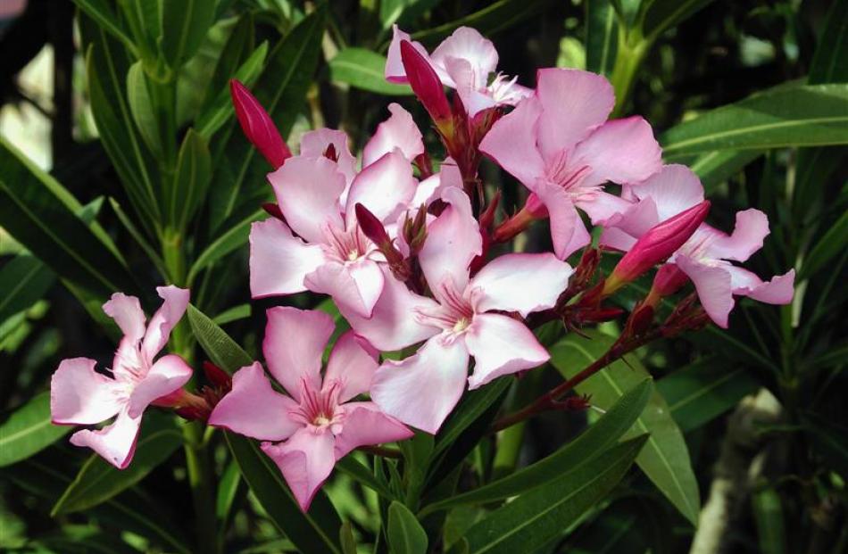 Oleander.