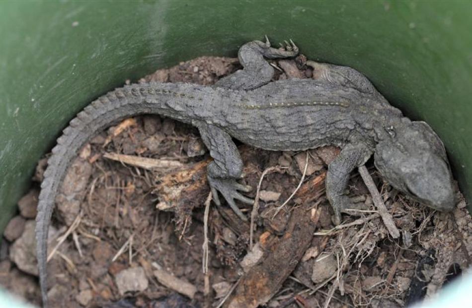 One of two tuatara in the enclosure. Photos by Jane Dawber.