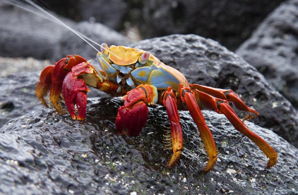 Natural History Prints

Honours:

Ken Trevathan, Dunedin

'Sally Lightfoot Crab excreting'