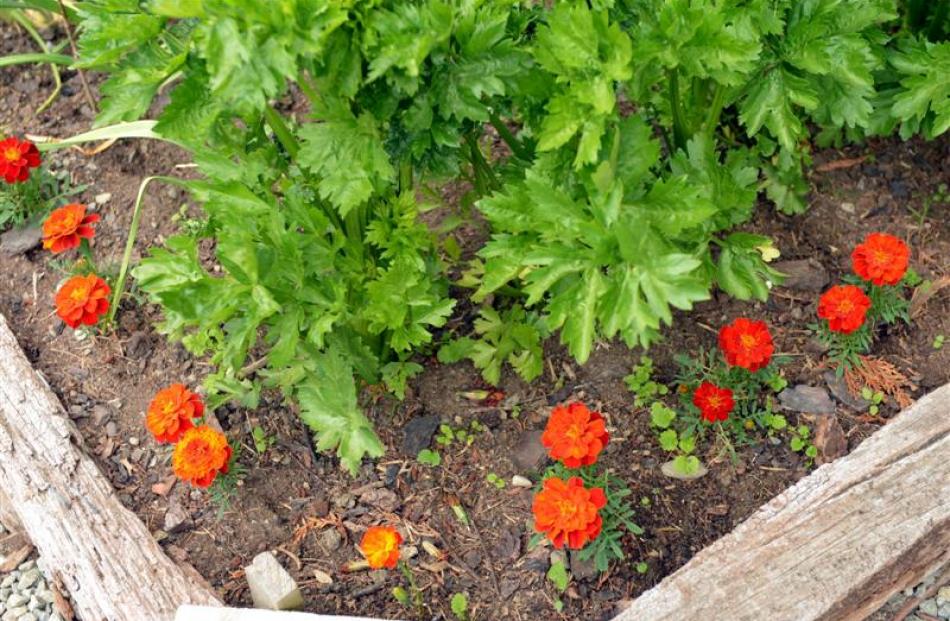 An extensive herb garden is a feature of Marise and Graeme Martin's property.