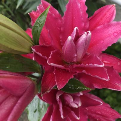 Julia is one of the new pollen-free doubles known as rose lilies.