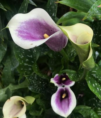 Calla Picasso is a hardy bulb named after the Spanish artist.