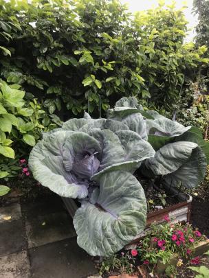 Red cabbages in a small raised bed.