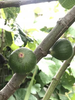 Keri Smith’s fig tree gives good crops each year.