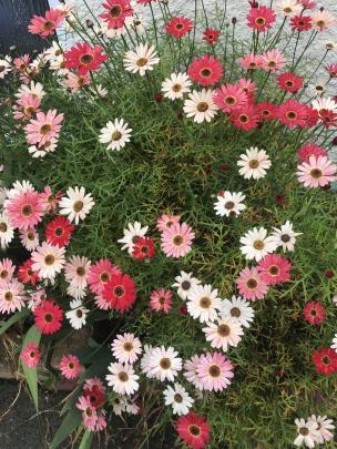 Blooms on this Grandessa daisy, below, change colour as they mature.