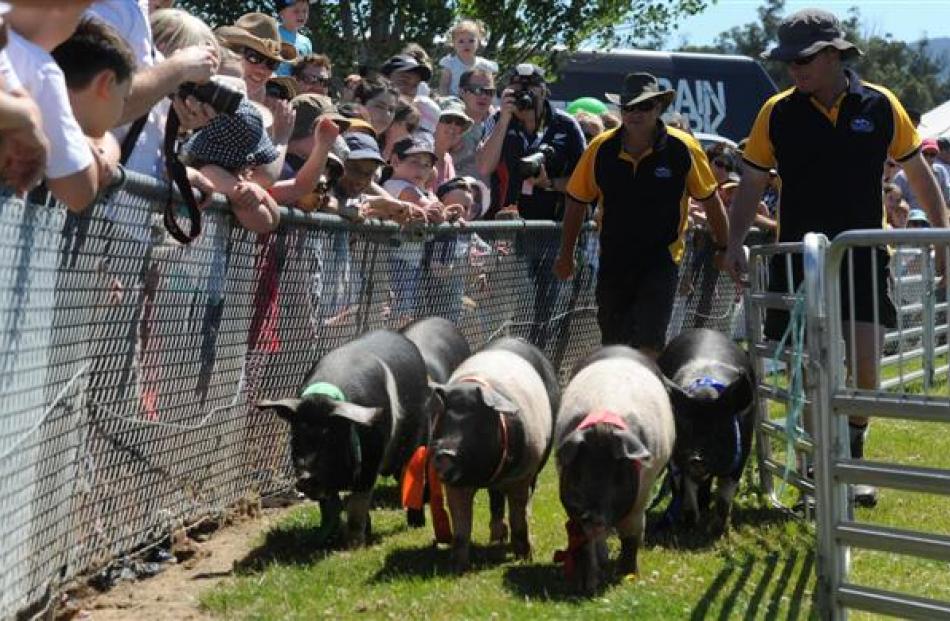 The crowd watches as five reluctant pigs make their way up the chute during the pig racing.