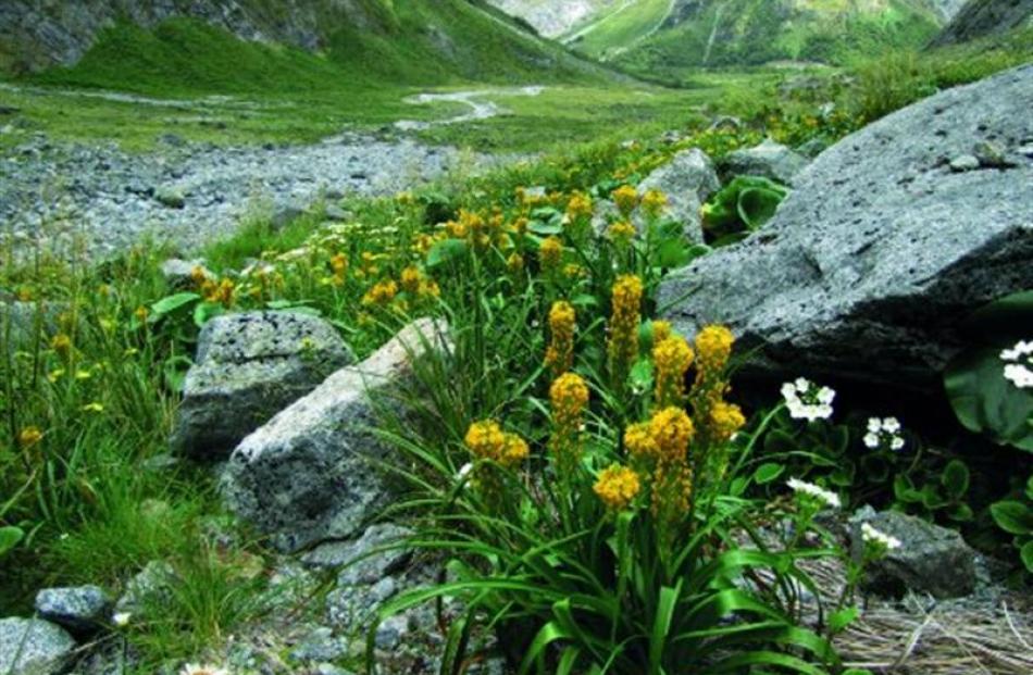 Bulbinella gibbsii, var. balanifera, Gertrude Valley. Photo by Dave Toole.