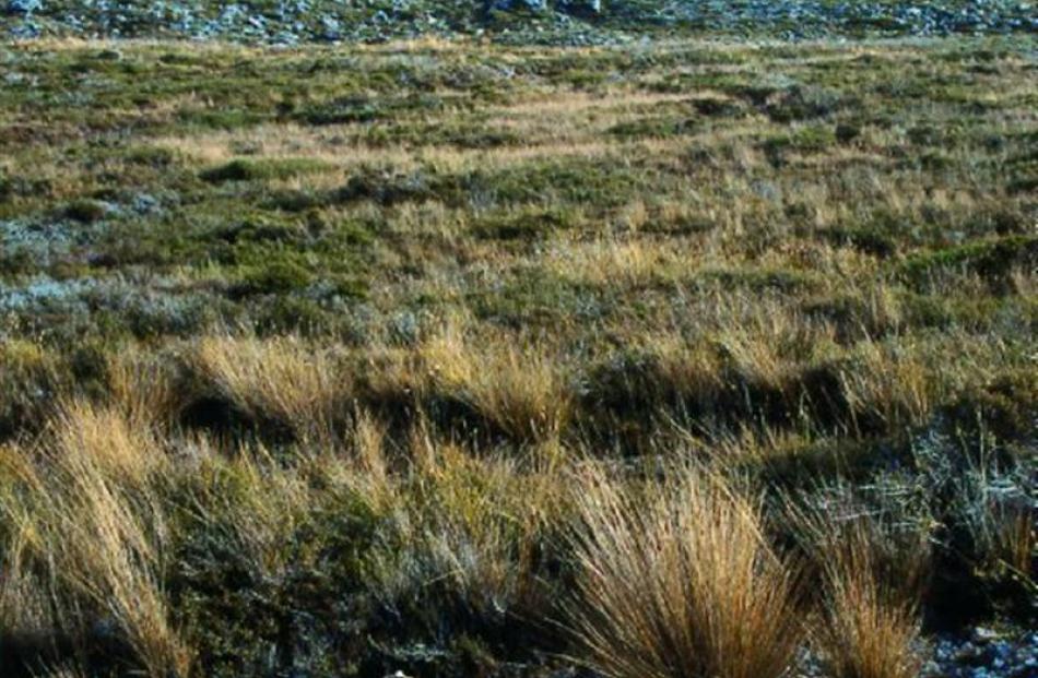 Chionochloa juncea, Denniston Plateau. Photo by Kelvin Lloyd.