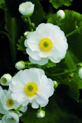 Ranunculus lyallii (Mount Cook lily) Otira Valley. Photo by Kay Jackson.