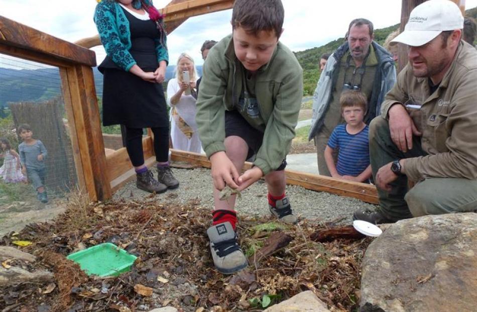 Mihai Whitaker (8), of Waitati, releases one of two captive-reared young tuatara from Southland...