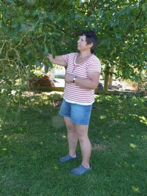 Pam Deans checks her walnut crop.