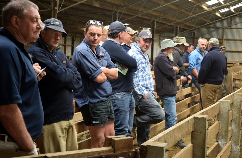 Farmers wait for the start of an auction of a pen of merino sheep at Matangi Station near...