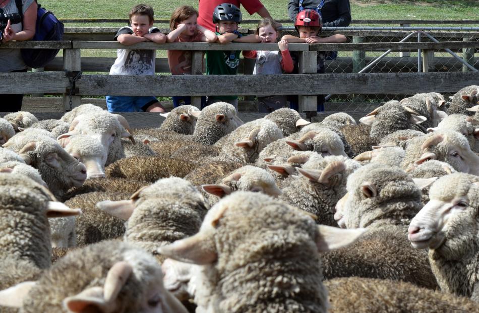 Children take a break from cycling the Otago Central Rail Trail to watch a merino sheep sale at...