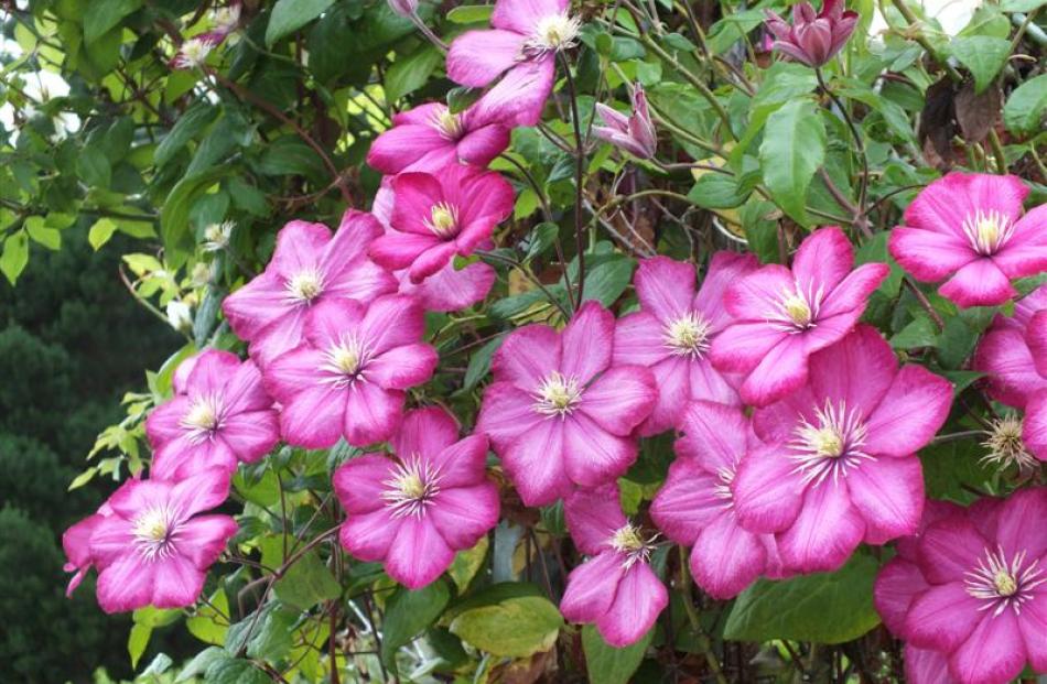 A late-flowering clematis in the Reid garden.