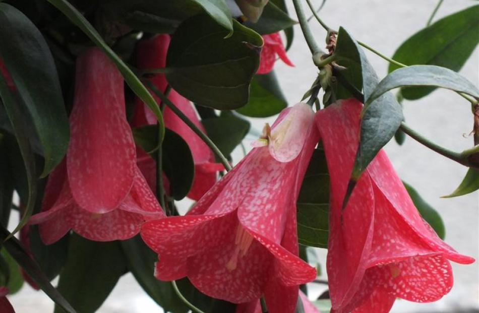 Chilean bellflower (Lapageria rosea) is Chile's national flower.