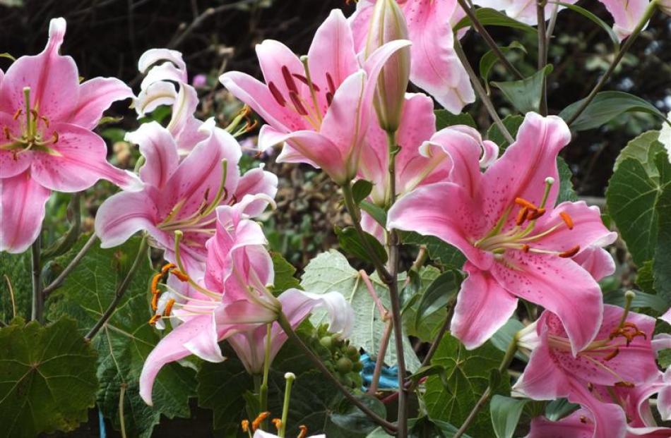 Lilies are a feature of the garden in summer. This is an Oriental variety, Sorbonne. Photos by...