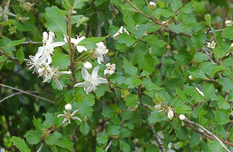 One of New Zealand's five hoheria species, Hoheria angustifolia has smaller leaves than the more...