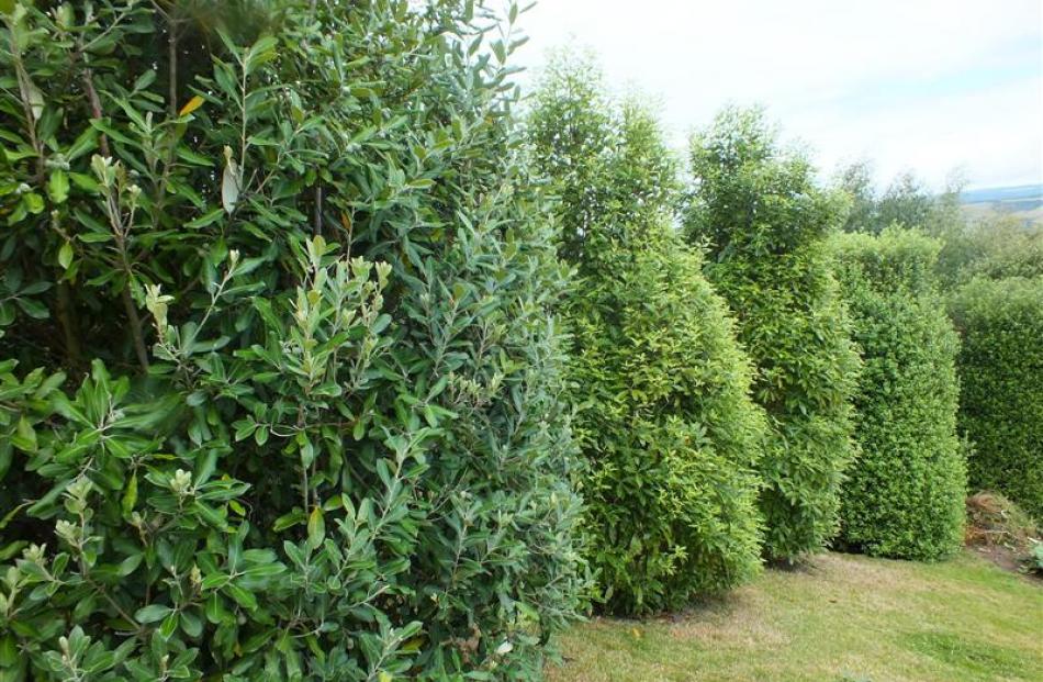 The trimmed pittosporums make a decorative shelter belt to the south.
