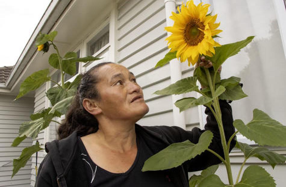 Jimina Weir with her 2m sunflower. Photo: Star News