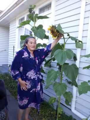 Jimina Weir was one of about 60 people to take part in the sunflower growing competition. Photo:...