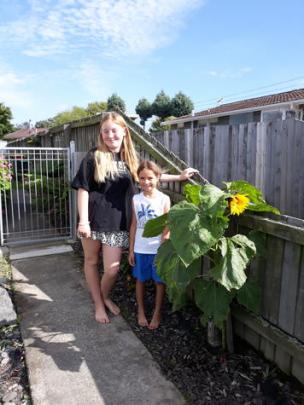 Broomfield's Lacie and Aroha Coulson won the children's prize for the widest seedhead with a 12cm...
