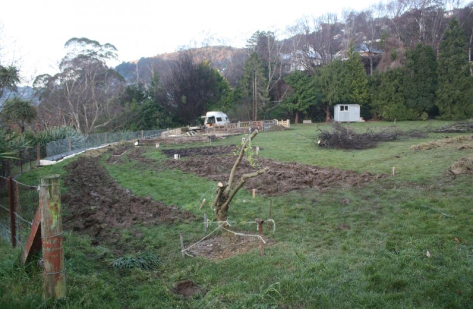 The garden gets underway. The olive tree (foreground) is believed to have been presented to the...