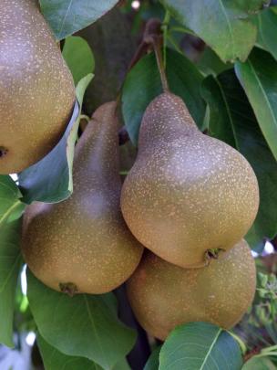 Most pears can be picked now.