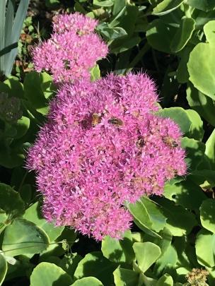 When flowering is over, sedum is among the plants whose distinctive seed heads look good over...