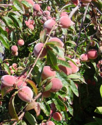 Get the ground ready for planting fruit trees in winter.