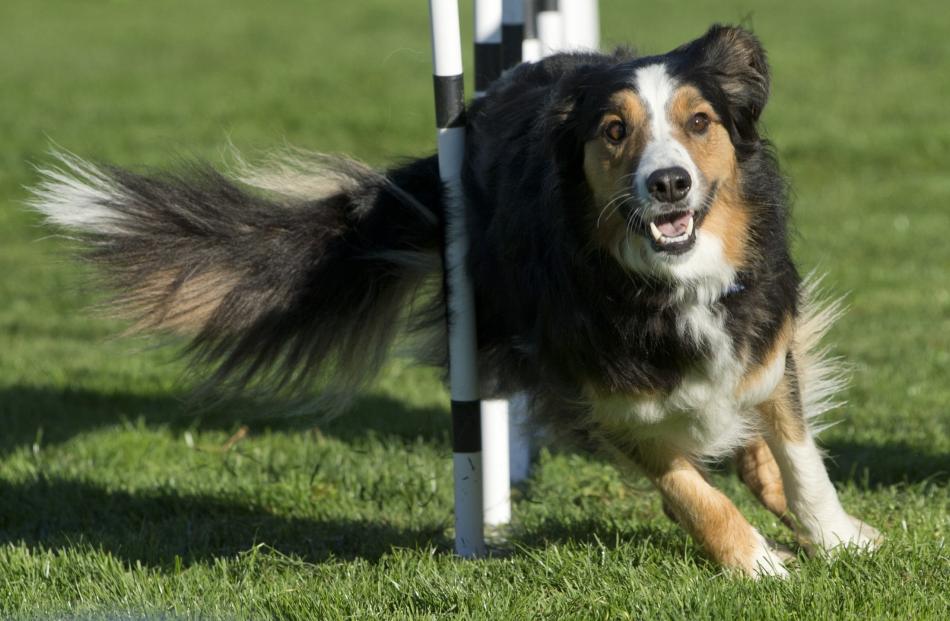 Deeks navigates the weave poles at the start of his run.