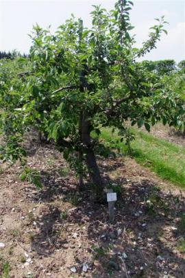 Although originally bred in England, this Cox's Orange Pippin was sourced in Otago.