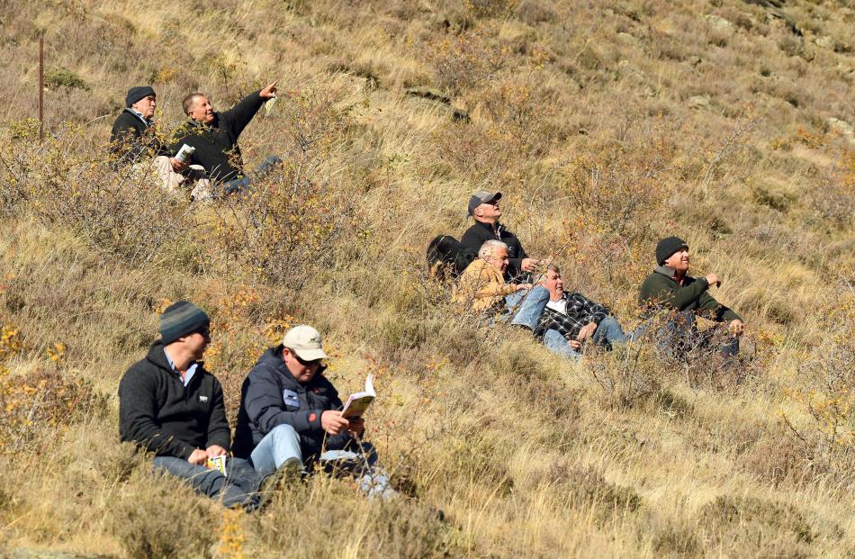 Spectators watch the action, amid the tussock and thyme, on the huntaway course.