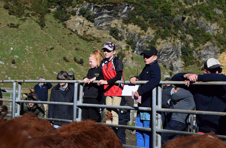 Inspecting a pen of Hereford steer calves at Mt Aspiring Station are the Glover siblings (from...