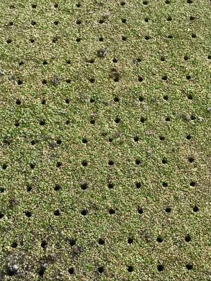 St Kilda Bowling green after the removal of plugs of soil. PHOTOS: GILLIAN VINE