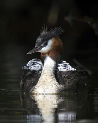 Martin Barwood’s winning entry in the adult wildlife category of the Otago Museum photography...