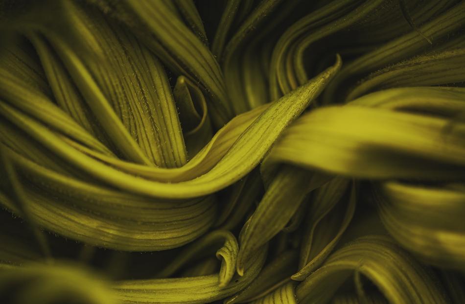 Category winner (botanical) Jamie Fraser: Sunflower — photo taken at Port Chalmers.

