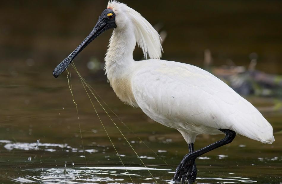 Martin Barwood’s human impact category winning entry, Royal Spoonbill Caught In Fishing Line, was...